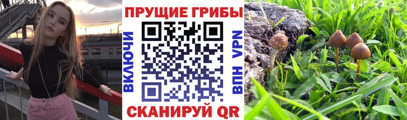 Галлюциногенные грибы Psilocybe  Ханты-Мансийск 